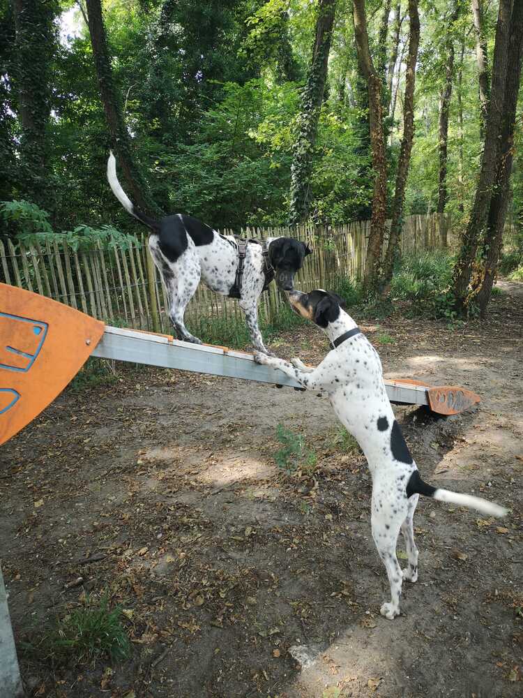 Image média: Création d'un parc à chien 