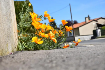 permis de semer 2.png