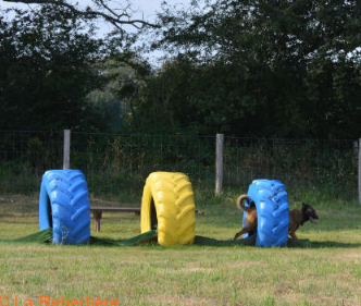 Media picture: Création d’un parc à chiens sécurisé et convivial