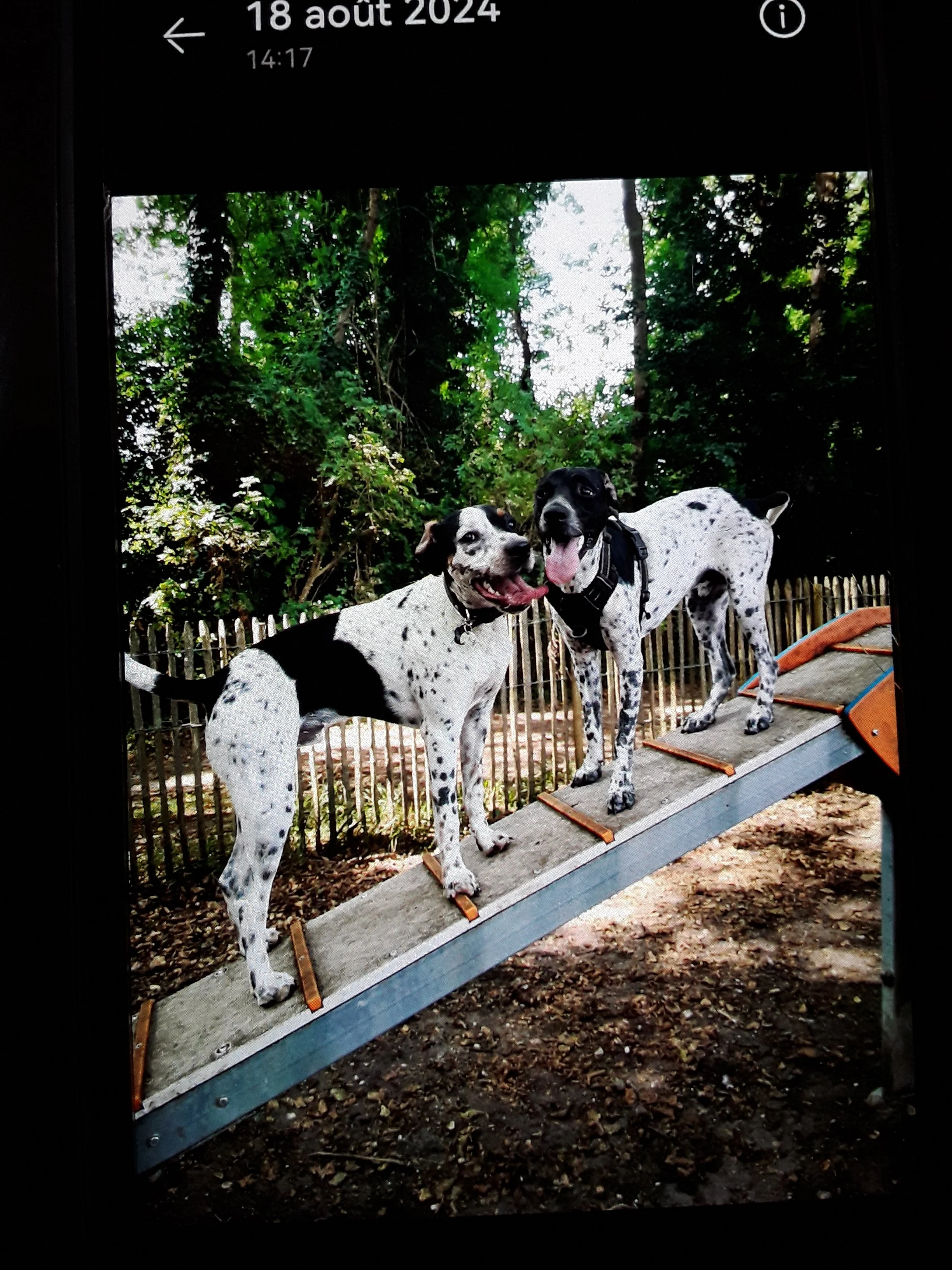 Image média: Création d'un Dog's park