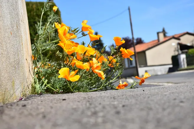 Image média: Permis de Semer 