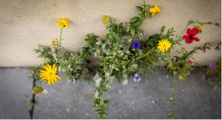 Media picture: Permis de semer !