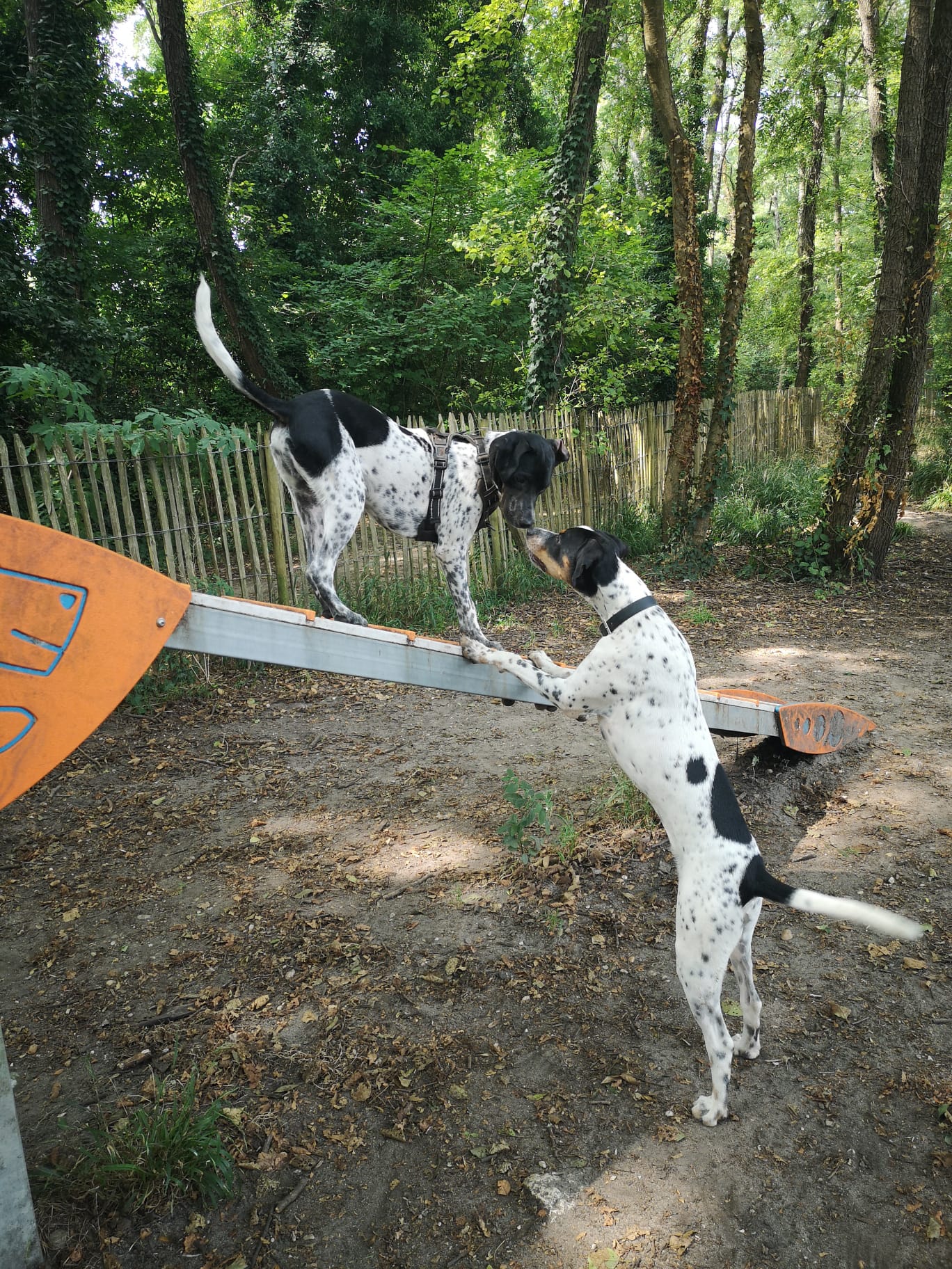 Image média: Un parc pour chien sécurisé 