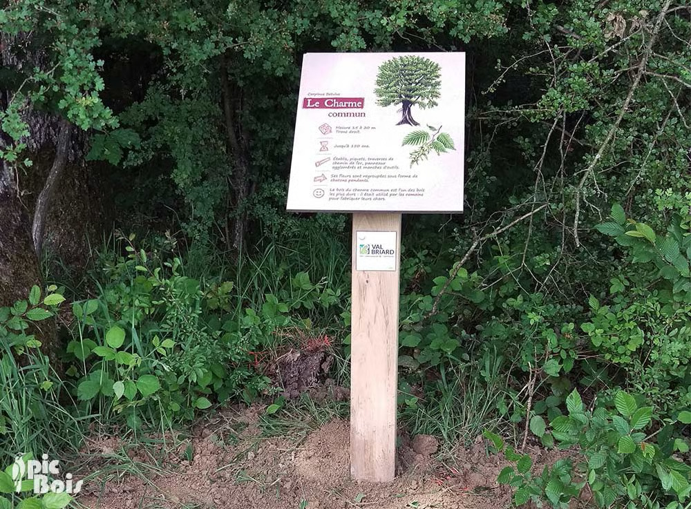 Image média: Nommer les arbres pour mieux les connaître